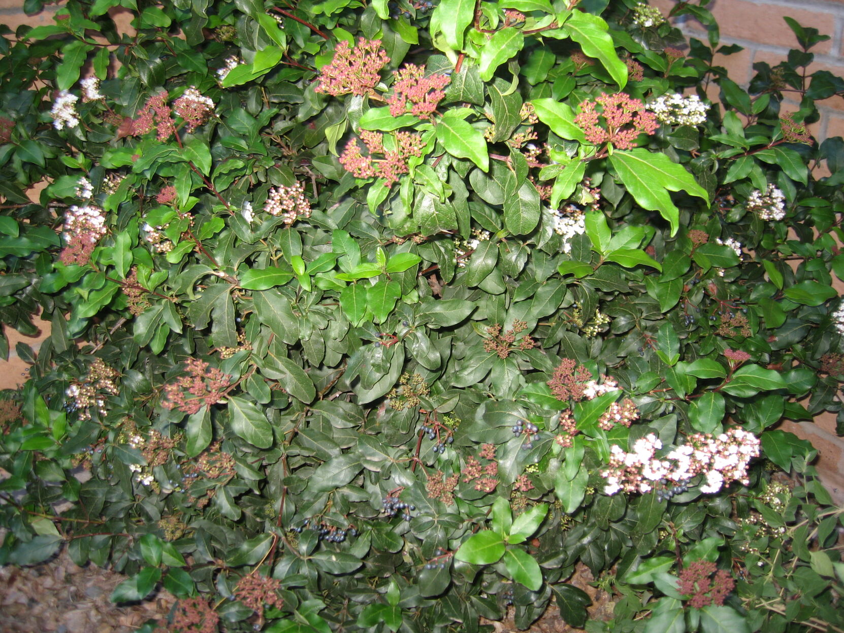 GV gardeners: Early blooms in the desert garden
